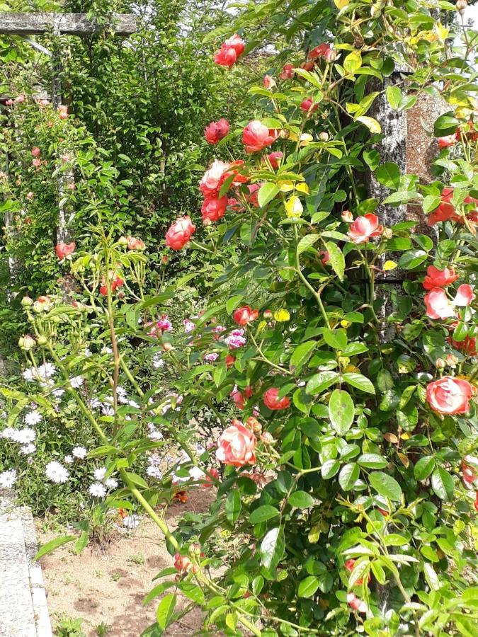 Quinta D'Avo Amelia Bed and Breakfast Alquerubim Exteriör bild